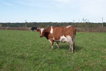 Cows graze on the pasture of the farm. Agriculture. Cattle breeding.