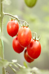 Ripe tomato branch  with green leaves, selected area, close-up