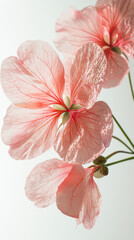 Delicate pink flowers in soft light showcase their intricate petals and natural beauty