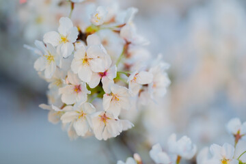 Fototapeta premium Branches of blossoming cherry on blue sky background. Spring photo of blossom spring nature. White flowers the fruit tree. Cherry blossoms white flowers against a blue sky.