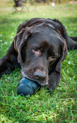 Chocolate Labrador Retriever chewing a black toy on a sunny day in Green Grass Park. Close-up on the muzzle.