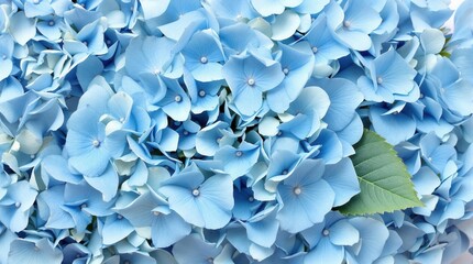 Blue hydrangea background