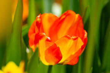 Naklejka premium Flowers background. Spring blossom concept. Tulip flowers. Design for Valentines Day, Easter. Spring banner.
