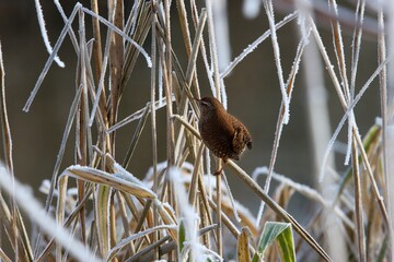 bird in winter