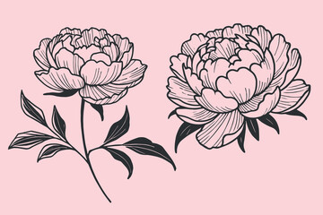 Peony flowers. Black line art illustration on pink background