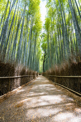 Obraz premium A footpath through a bamboo forest without people in Kyoto, Japan. The sunlight filters through the bamboo trunks, illuminating the ground and creating a pattern of light and shadow