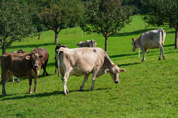 Cow on on spring meadow. Cows farm nature. Cattle eating grass, grazing on pasture. Herd of cows on an agricultural farm. Cow on lawn. Cow grazing on green meadow. Holstein cow.