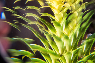 green plant close up in abstraction