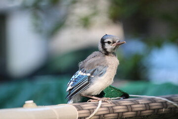 Baby Bluejay sitting on an above ground pool 