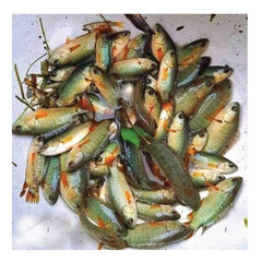 fresh what  fish on the market