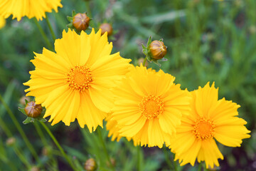 Coreopsis lanceolata, Lanceleaf Tickseed or Maiden eye on meadow, field blooming in summer. Nature, plant, floral background. Yellow flower lance leaved Coreopsis in bloom, close up, macro
