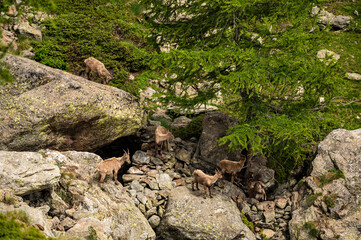 Group of alpine ibexes, capra ibex, italian and french mountains, Western alps