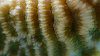 Lesser valley coral (Platygyra lamellina) extreme close-up undersea, Red Sea, Egypt, Sharm El Sheikh, Montazah Bay