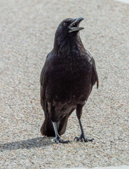 Obraz premium 彦根城の風景