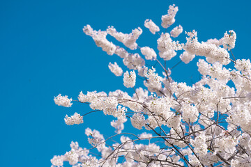 Blooming branch with white flowers of cherry blossom tree on spring blue sky background. Spring banner. Design for Easter day. Beauty spring sunny day.