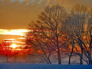Naklejka premium Red sunset low above horizon with snow and fog, orange and blue sky and dark trees in winter season - abstract colorful composition. Topics: beauty of nature, wallpaper, cold, climate, vegetation