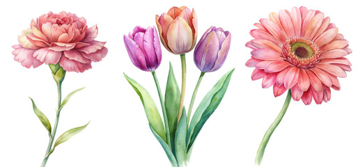 Beautiful watercolor flowers, vibrant tulips, delicate gerbera daisies, artistic botanical illustration, floral design elements.