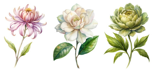 Beautiful watercolor flowers, delicate floral illustrations, soft pastel colors, botanical art, nature-inspired design.