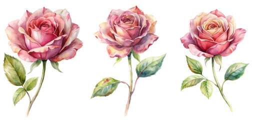 Beautiful watercolor roses, floral illustration, soft pastel colors, botanical art, elegant design, nature-inspired decor.