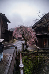 japan wooden bridge sakuru pink tree park