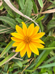 Macro photo of yellow flower of coastal vegetation