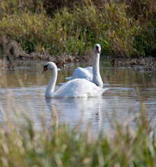 Family Swan Dipper In Lake Paints Serene Picture Of Nature'S Harmony