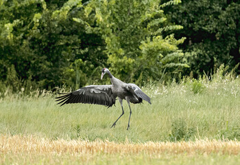 Grey Crane Chick In Field Stands Tall, Observing Surroundings With Curiosity