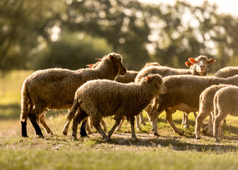 Flock Of Sheep At Sunset Paints Serene Picture