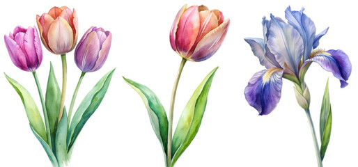 Vibrant watercolor flowers, tulips and iris, botanical illustration, floral design, nature art, decorative elements.