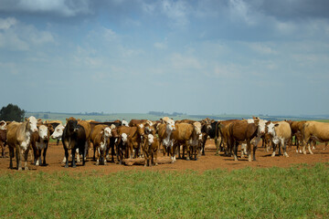 Obraz premium Fotos diversas, paisagem, campo, churrasco