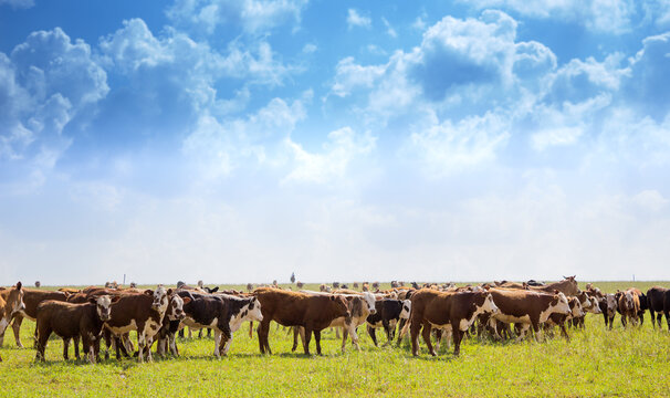Fotos diversas, paisagem, campo, churrasco