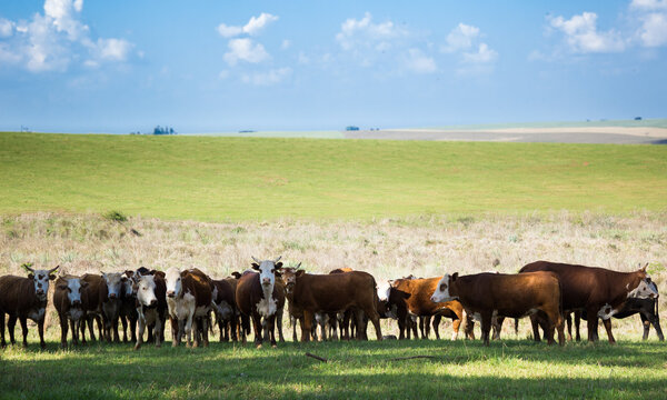 Fotos diversas, paisagem, campo, churrasco