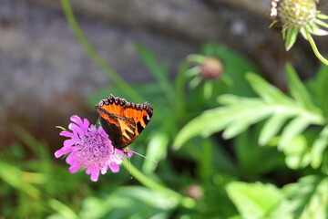 Small tortoiseshell butterfly on a flower at the Pasterze Glacier. Eastern Alps. Austria, Europe.