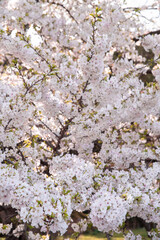 cherry pink tree blossom sakura forest 