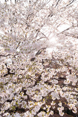 cherry pink tree blossom sakura forest 