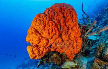 Underwater sea sponge. Sea sponge underwater	
