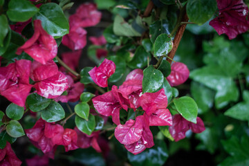 Top view, close-up of bright pink bougainvillea flowers with green leaves growing in the garden on a sunny day