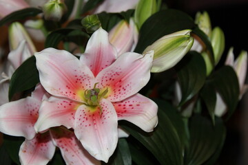 Fresh pink lilium flower