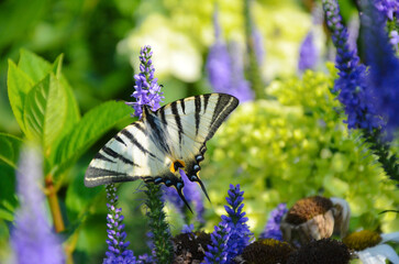 butterfly on a flower