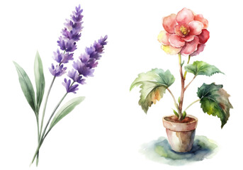 Watercolor floral illustration, lavender sprigs, potted flower plant, botanical art, nature-inspired decor.