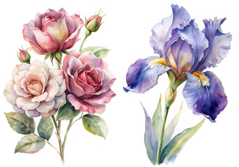 Watercolor floral illustration, pink roses, blue iris, botanical art, decorative design, nature-inspired artwork.