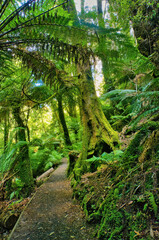 Fototapeta premium Footpath through a fantasy forest with moss-covered tree trunks and giant ferns. Tarra Bulga National Park, Gippsland, Victoria, Australia 
