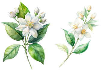 Obraz premium Watercolor floral illustration, white jasmine flowers, green leaves, botanical art, nature design, elegant decor.