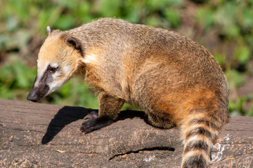 Ring-tailed Coati also South American coati (in german Südamerikanischer Nasenbär) Nasua nasua