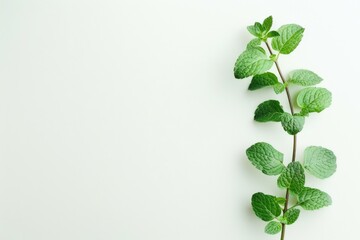 mint leaves isolated on white background  Branch mint leaves isolated on white background.