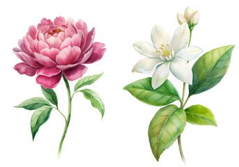 Watercolor floral illustration, peony and jasmine, botanical art, vibrant colors, nature-inspired design, elegant decor.