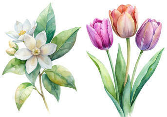 Beautiful watercolor flowers, vibrant tulips, delicate white blossoms, botanical illustration, nature art, floral design.