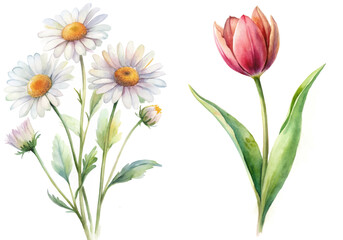 watercolor flowers, vibrant daisies, elegant tulip, botanical illustration, floral art, nature design, home decor, gift ideas
