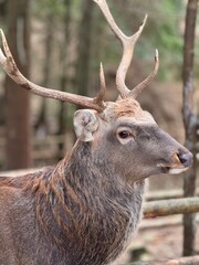 deer in the woods