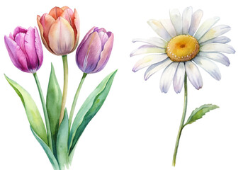 Colorful tulips and daisy, vibrant watercolor style, floral illustration, nature art, botanical design.